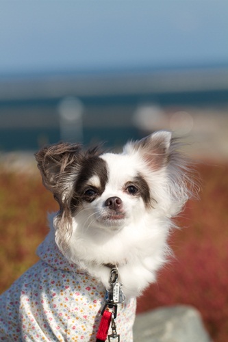_MG_6067.jpg