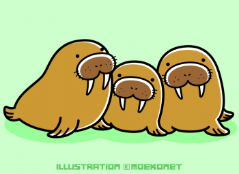 セイウチイラスト
