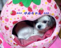 yume130103