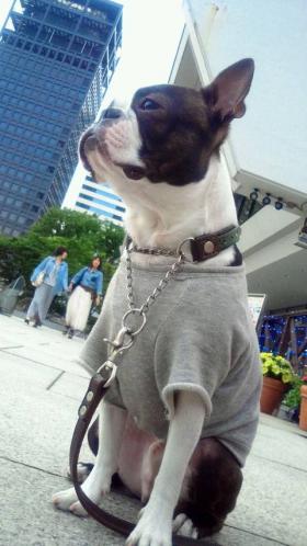 pol-log1-1_convert_20120724125552.jpg