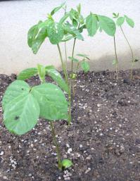 だだ茶豆120520