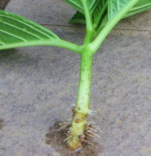 アジサイ挿し芽の根