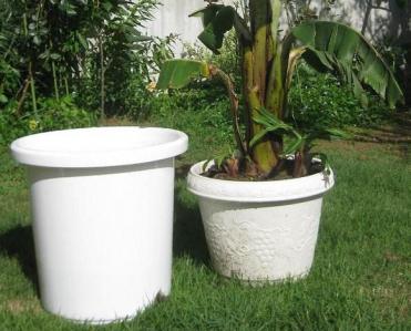 バナナ植え替え準備