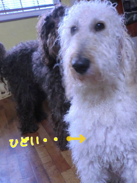 IhYtG88rk5zV95S1362536298_1362536502.png