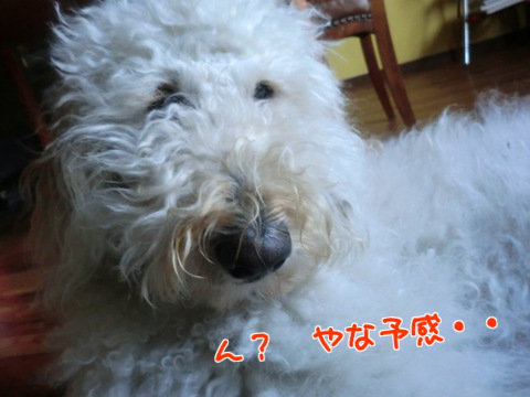 LiaEpqzNvPigc3h1362463796_1362463875.jpg