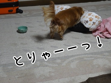kinako1176.jpg
