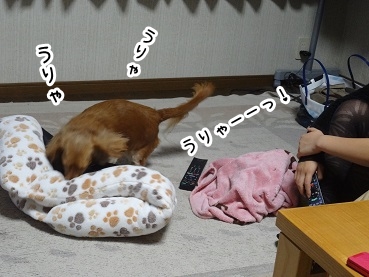 kinako1178.jpg