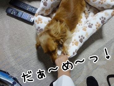 kinako1186.jpg