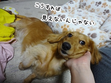 kinako1196.jpg