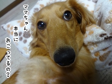 kinako1197.jpg