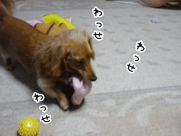 kinako1208.jpg
