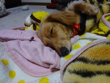kinako1341.jpg