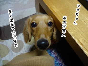 kinako1355.jpg