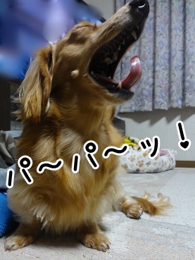kinako1377.jpg
