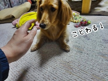 kinako1384.jpg