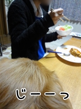 kinako1408.jpg