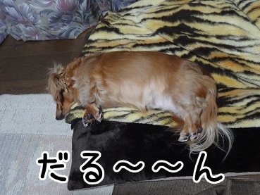 kinako1416.jpg