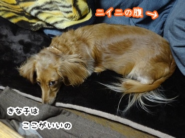 kinako1419.jpg