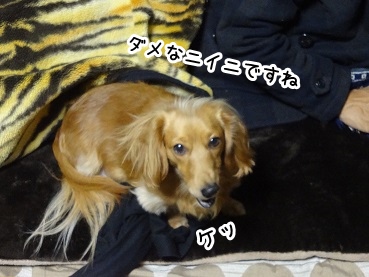 kinako1436.jpg