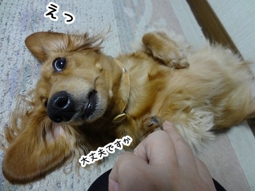 kinako1478.jpg