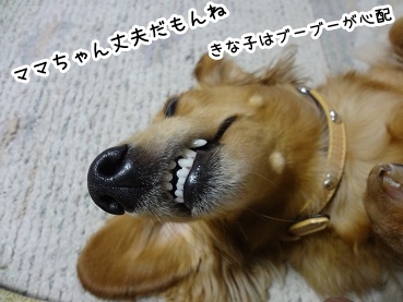 kinako1479.jpg