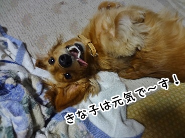 kinako1480.jpg