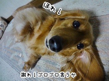 kinako1484.jpg