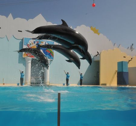 須磨水族館イルカ_R