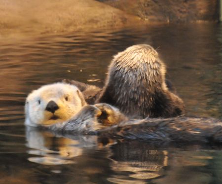 須磨水族館ラッコ_R