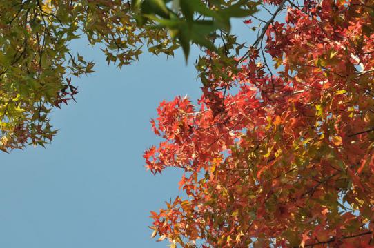 DSC_7237_R.jpg