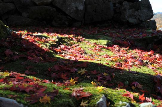 DSC_8478_R.jpg