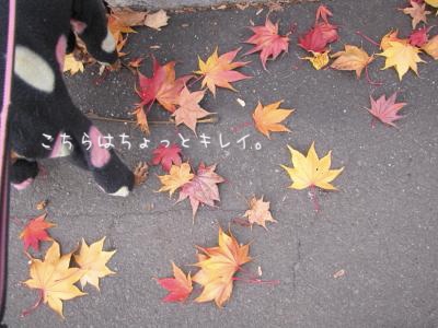 IMG_8615_convert_20121113223331.jpg