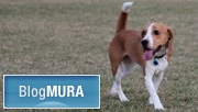 にほんブログ村 犬ブログ ビーグルへ