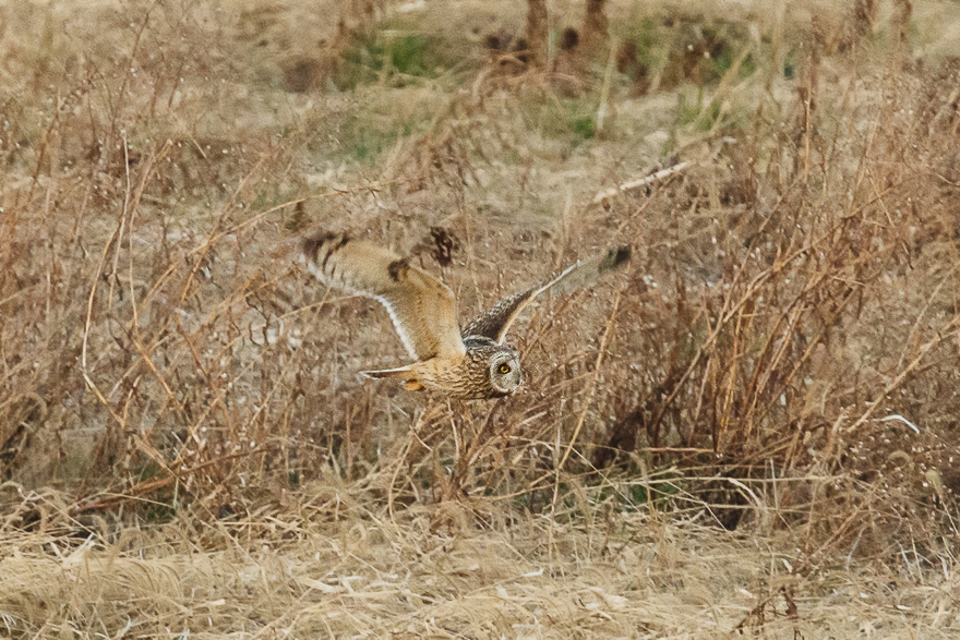 20140129-_S5P0026.jpg