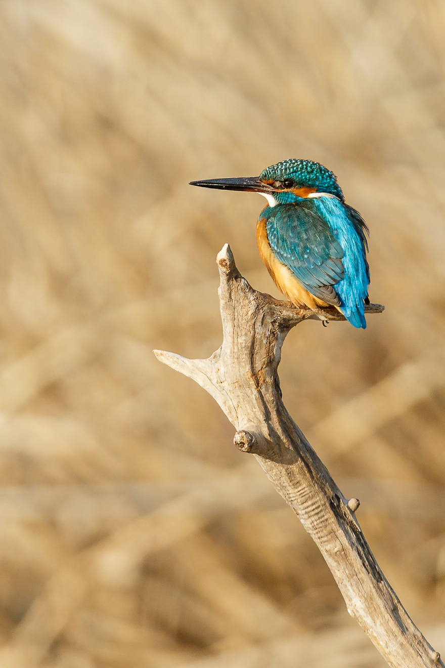 20140201-_S5P0003.jpg