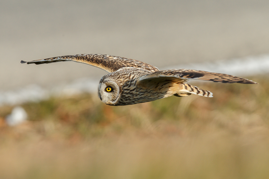 20140201-_S5P0885.jpg
