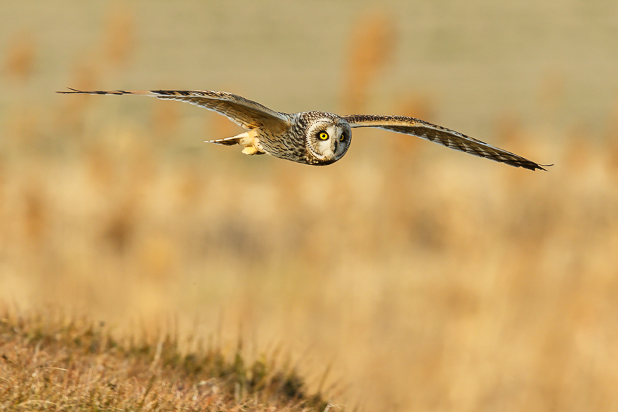 20140201-_S5P1001.jpg
