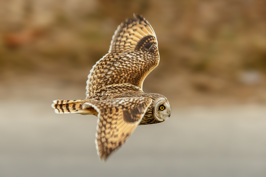 20140201-_S5P1161.jpg