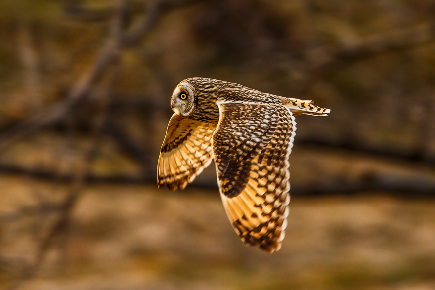 20140201-_S5P1223.jpg