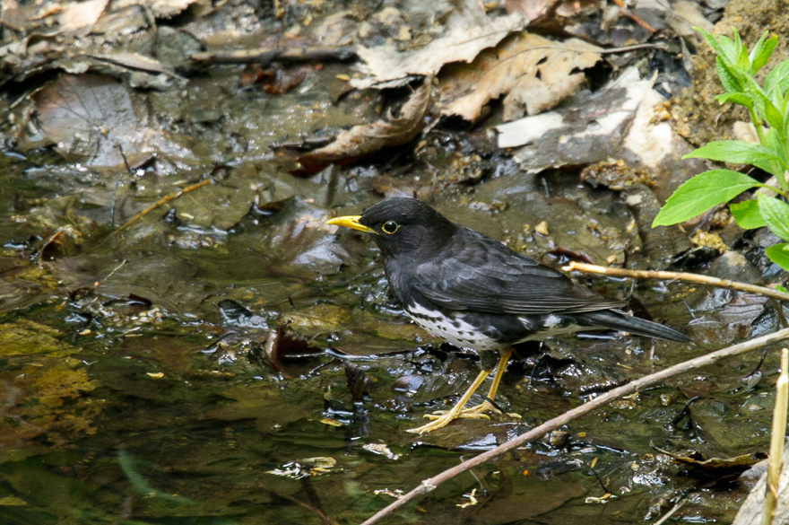 _DSC6401.jpg