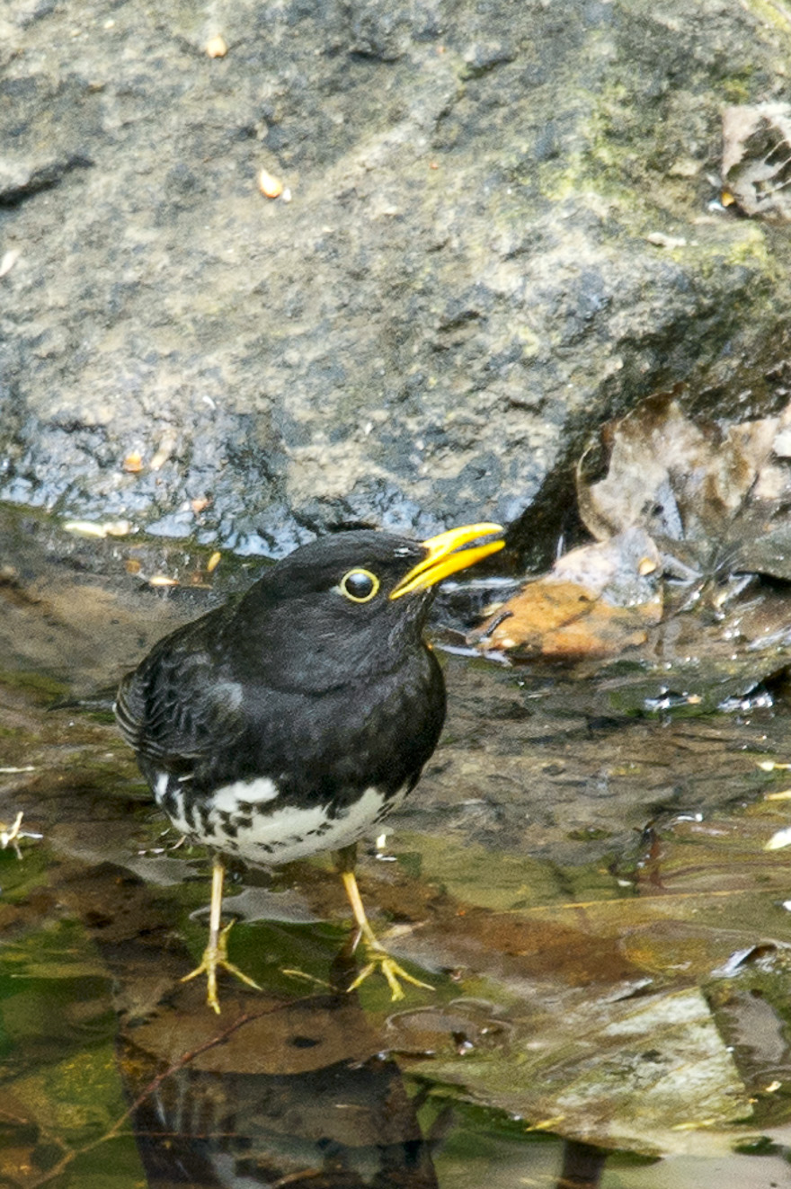 _DSC6409_20130527211949.jpg