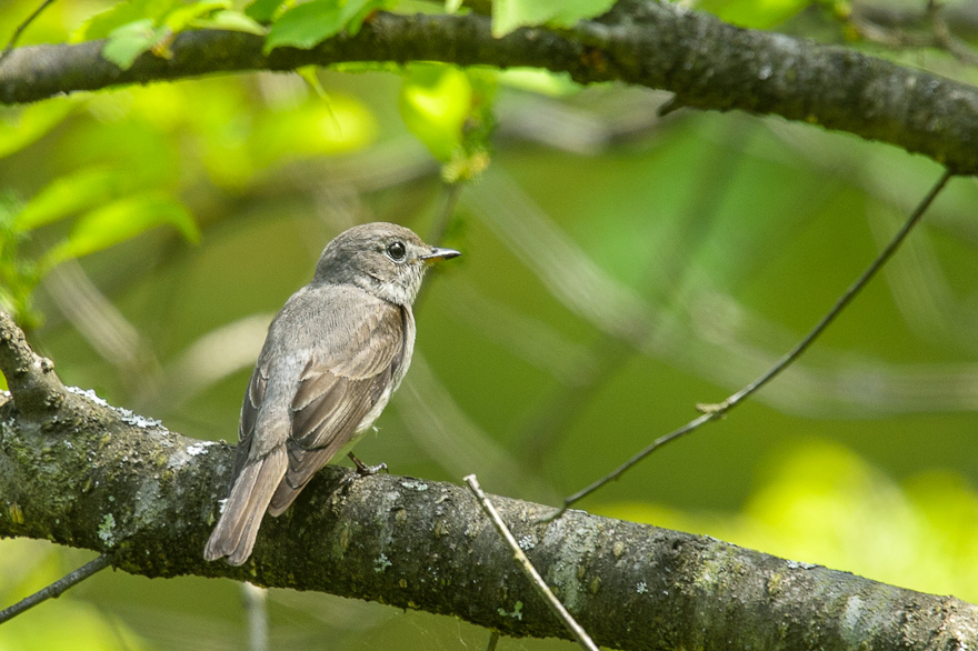 _DSC6701_20130527211915.jpg