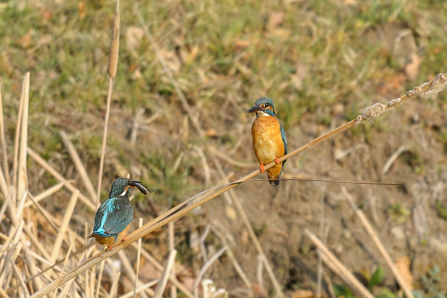 _DSC7687.jpg