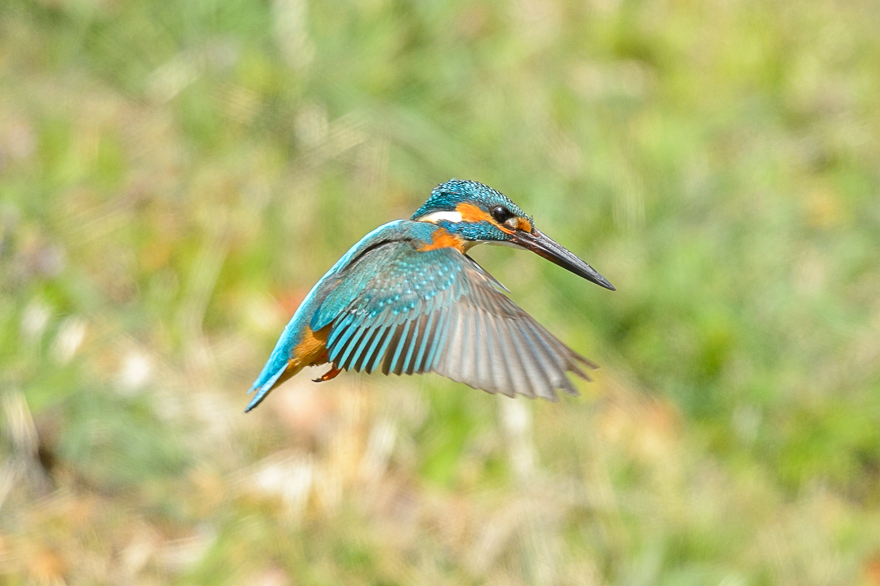 _DSC8094.jpg