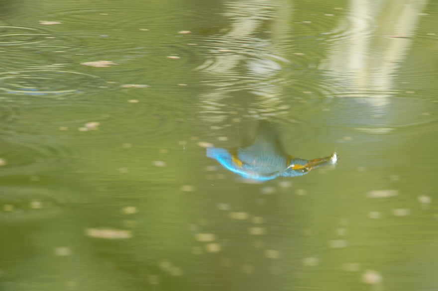 _DSC8110.jpg