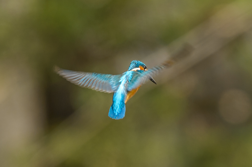 _DSC8331.jpg