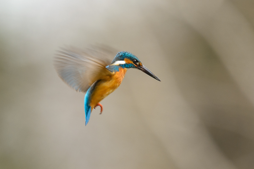 _DSC8363.jpg