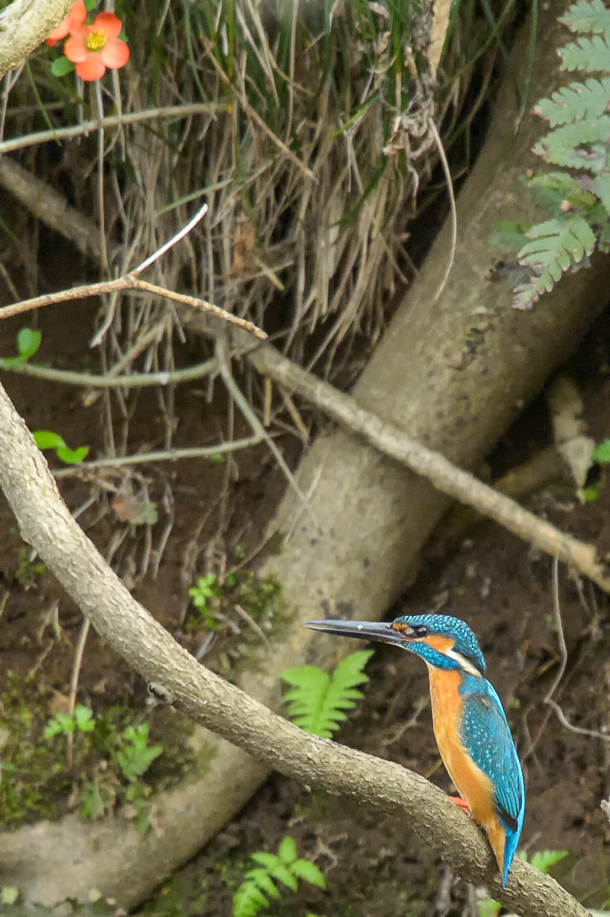 _DSC9456.jpg