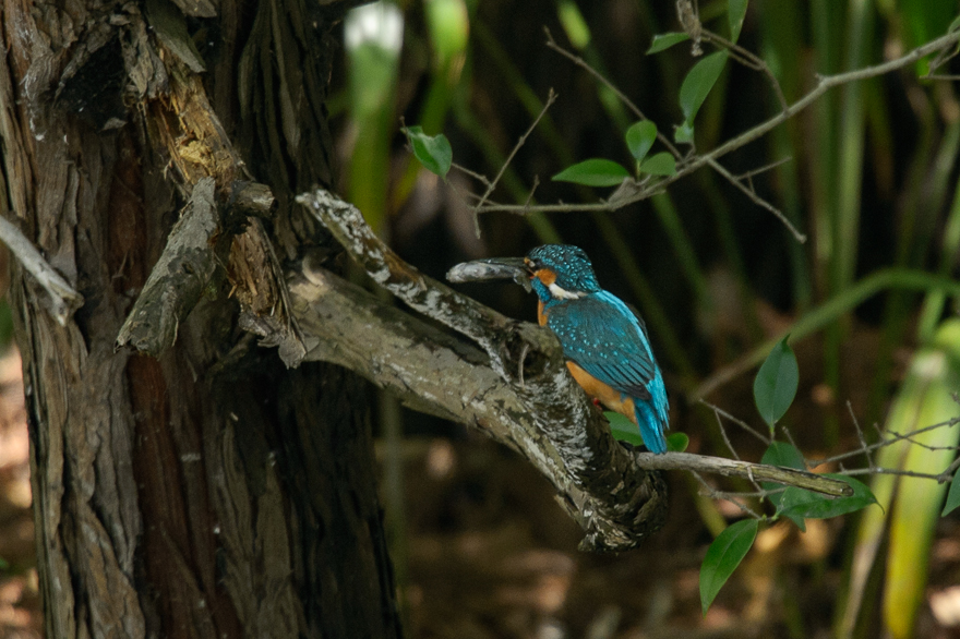 _DSC9883.jpg