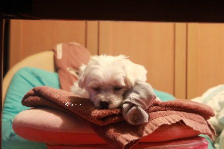 IMG_6817_1ぐぅ8084